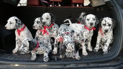 Dalmatians for sale, 7 weeks old