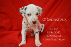 KZ Dalmatians/Red Boy