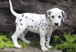 Playful Dalmatian puppies for sale