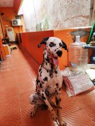 Dalmation 1.5years old male available