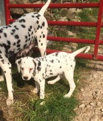 Spotting light Dalmatian German Shepherd Dog Puppies for Sale