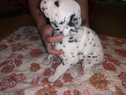 Full blooded Dalmatian puppies