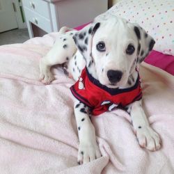 Lovely Dalmatian Puppies for sale