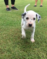 Lovely Dalmatian Puppies for sale