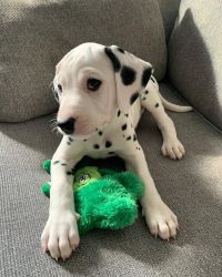 Lovely Dalmatian Puppies for Sale