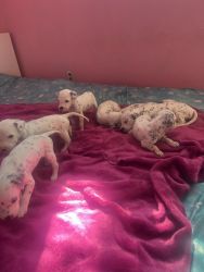 Dalmation puppies