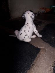 Dalmatian breed female puppy for sale