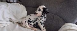Dalmatian Puppy Not Registered