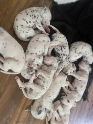 Pure Dalmatian puppies