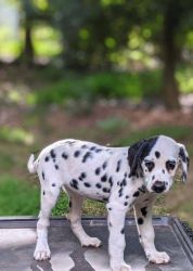 pure dalmatian puppy for sale