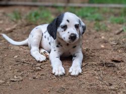 dalmatian puppy for sale