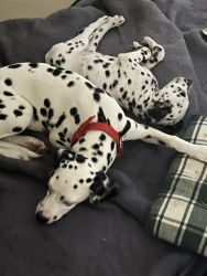2 months old Dalmatian puppy - Male
