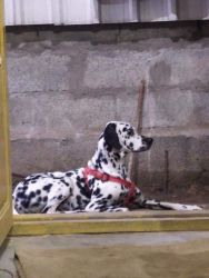 One and half year male dog Dalmatian