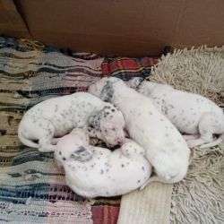 Dalmation puppies for sale