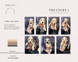 The Lucky 7- Music City Dalmatians