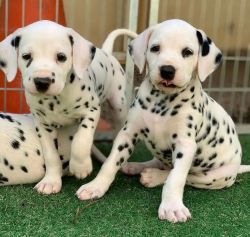 Beautiful Dalmatian puppies are ready