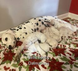 Belle’s baby Dalmatians
