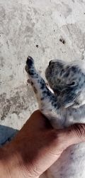 Dalmation puppies for sale