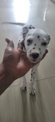 Dalmatian puppy 43days old