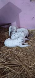 pure dalmatian puppy 100% original