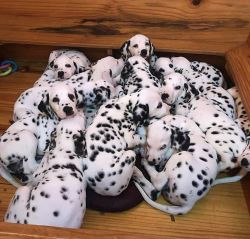 Dalmatians breeds for sell