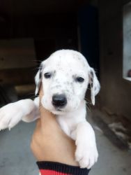 Dalmatians puppies available for sale