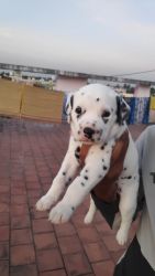 Best quality dalmatian puppys available
