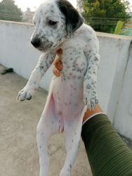 Dalmatian female puppy for sale