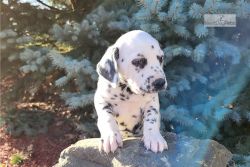 Dalmatian puppies available.