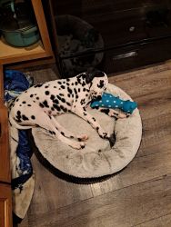 6 Month Old Dalmation