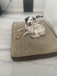 3year old trained Dalmatian