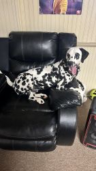 Dalmation For Sell