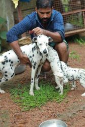 DALMATION puppys available
