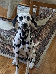 dalmation pup for sale