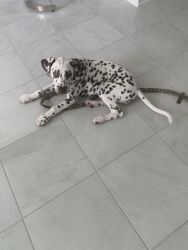Pekas is looking for a Dalmatian Lover