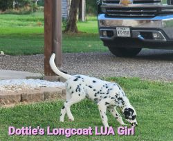 -Dottie's Longcoat LUA Girl
