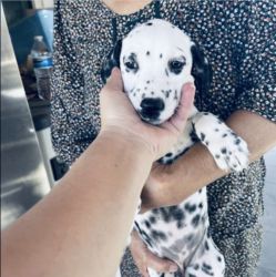 8 weeks Dalmatian for sale