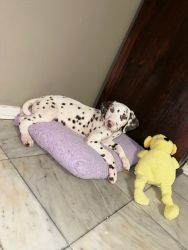 Rehoming Dalmatian Puppy