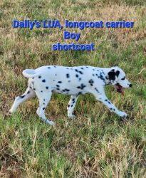 Dally's LUA, longcoat Carrier Boy
