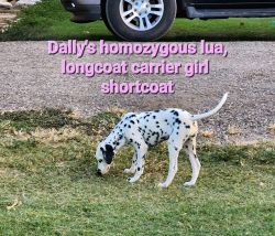 Dally's homozygous lua , longcoat carrier girl