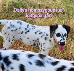 Dally's Homozygous LUA, Longcoat girl