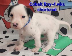 Lucy's Shortcoat Cobalt Boy