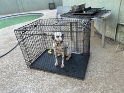 Marlo - Therapy Pup Dalmatian