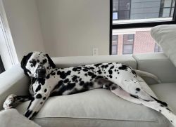 Beautiful, fully trained two year old dalmation male