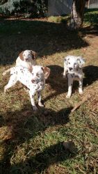 AKC Dalmatian puppies