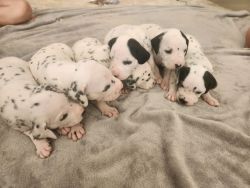 Pure breed dalmatian puppy
