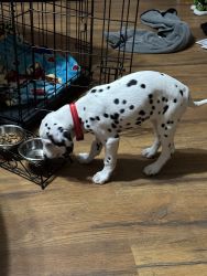 Dalmatian for sell