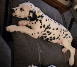 Lola the Dalmatian puppy