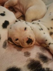 6 Dalmatian puppies still look for furever homes
