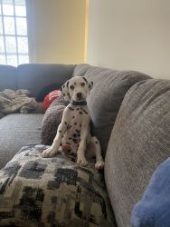 Dalmation puppy for sale
